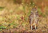 BRD 07 LS0002 01
Burrowing Owl Standing On Grass Florida