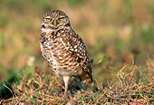 BRD 07 LS0003 01
Burrowing Owl Standing On Grass Florida