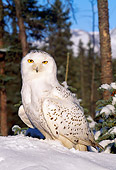 BRD 07 LS0004 01
Snowy Owl Standing On Snow By Forest Mountain