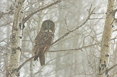 BRD 07 NE0001 01
Great Grey Owl Perching On Tree Branch During Snowstorm