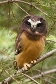 BRD 07 NE0002 01
Young Northern Saw-Whet Owl Perching On Tree Branch