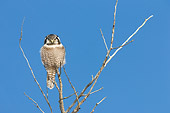 BRD 07 NE0003 01
Northern Hawk Owl Perching On Tree Top