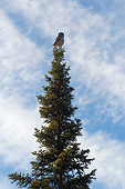 BRD 07 NE0004 01
Northern Hawk Owl Perching On Tree Top