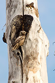BRD 07 NE0005 01
Northern Hawk Owl Perching On Tree Trunk