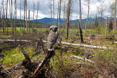 BRD 07 NE0006 01
Young Northern Hawk Owl Perching On Dead Tree In Burnt Forest