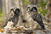 BRD 07 NE0007 01
Two Young Northern Hawk Owls Sitting On Log