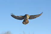 BRD 07 NE0008 01
Northern Hawk Owl Soaring Blue Sky