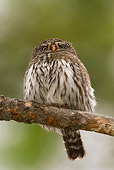 BRD 07 NE0010 01
Northern Pygmy Owl Perching On Branch