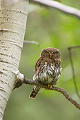 BRD 07 NE0011 01
Northern Pygmy Owl Perching On Branch
