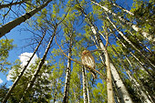 BRD 07 NE0012 01
Northern Pygmy Owl Perching On Branch In Forest