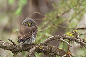 BRD 07 NE0013 01
Young Northern Pygmy Owl Perching On Branch