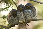 BRD 07 NE0014 01
Three Young Northern Pygmy Owls Perching On Branch