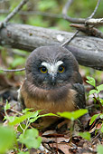 BRD 07 NE0015 01
Young Northern Pygmy Owl Sitting On Forest Floor