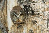 BRD 07 NE0016 01
Northern Pygmy Owl Peeking Out Of Hole In Hollow Tree
