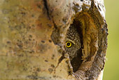 BRD 07 NE0018 01
Northern Pygmy Owl Peeking Out Of Hole In Hollow Tree