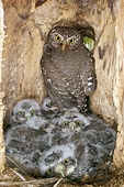 BRD 07 NE0019 01
Northern Pygmy Owl Adult And Chicks Sitting In Nest In Hollow Tree