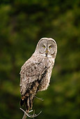 BRD 07 RF0011 01
Great Grey Owl Perching On Branch