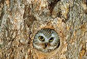 BRD 07 RF0013 01
Saw-Whet Owl Peering Out Of Nest In Tree Trunk