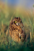 BRD 07 RF0014 01
Short-Eared Owl Sitting In Field