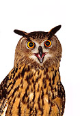 BRD 07 RK0007 08
Close Up Of Eurasian Eagle Owl White Seamless Studio