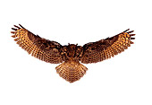 BRD 07 RK0009 05
Eurasian Eagle Owl Wings Out On White Seamless Studio