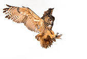 BRD 07 RK0013 07
Eurasian Eagle Owl In Flight On White Seamless Studio