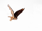 BRD 07 RK0024 01
Eurasian Eagle Owl In  Flight On White Seamless Studio