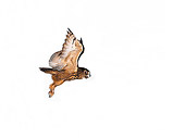 BRD 07 RK0024 10
Eurasian Eagle Owl In  Flight On White Seamless Studio