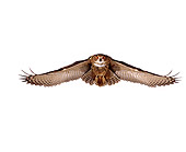 BRD 07 RK0025 05
Eurasian Eagle Owl In Flight White Seamless Studio