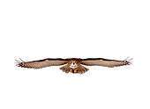 BRD 07 RK0025 06
Eurasian Eagle Owl In Flight White Seamless Studio