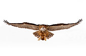 BRD 07 RK0025 09
Eurasian Eagle Owl In Flight White Seamless Studio