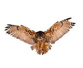 BRD 07 RK0026 03
Eurasian Eagle Owl In Flight Landing White Seamless Studio