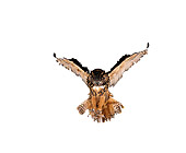 BRD 07 RK0026 04
Eurasian Eagle Owl In Flight Landing White Seamless Studio