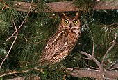 BRD 07 RK0027 31
Screech Owl Sitting On Branch In Tree