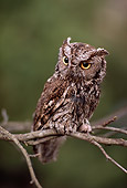 BRD 07 RK0029 02
Western Screech-Owl Sitting On Branch