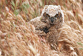 BRD 07 RK0033 26
Great Horned Owlet In Tall Dry Grass
