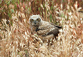 BRD 07 RK0033 40
Great Horned Owlet In Tall Dry Grass