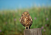BRD 07 RK0036 03
Burrowing Owl Sitting On Wooden Post