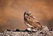 BRD 07 RK0037 01
Burrowing Owl On Dirt