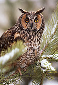 BRD 07 RK0039 01
Long Eared Owl In Snow Covered Pine Tree
