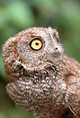 BRD 07 RK0041 01
Head Shot Of Owl