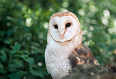 BRD 07 RK0042 01
Head Shot Of Barn Owl In Bushes