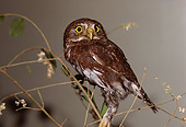 BRD 07 RK0043 01
Pygmy Owl Sitting On Branch