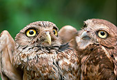 BRD 07 RK0046 01
Head Shot Of Two Pygmy Owls