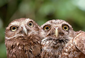 BRD 07 RK0046 02
Head Shot Of Two Pygmy Owls