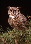 BRD 07 RK0048 02
Great Horned Owl Sitting In Pine Tree