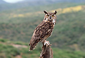 BRD 07 RK0055 15
Great Horned Owl Sitting On Top Of Wooden Post Valley Background