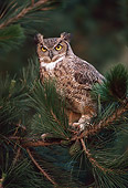 BRD 07 RK0060 06
Great Horned Owl Sitting In Pine Tree