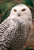 BRD 07 RK0068 01
Head Shot Of Snowy Owl
