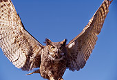 BRD 07 RK0084 02
Barn Owl In Flight Wings Out